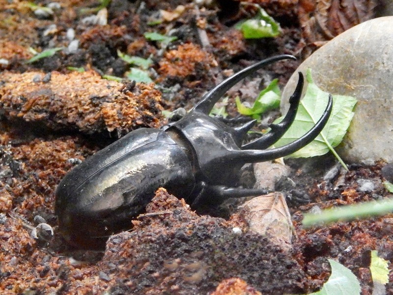 Coleottero da ID:  cfr. Chalcosoma sp. - Oasi S.Alessio (PV)